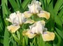 iris (dwarf bearded)