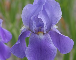Iris 'Blue Rhythm' (iris (tall bearded))