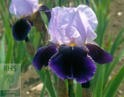 iris (tall bearded)