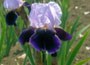 iris (tall bearded)