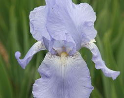 Iris 'Jane Phillips' (iris' (tall bearded))