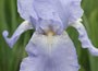 iris' (tall bearded)