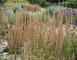 Calamagrostis x  acutiflora 'Overdam' (feather reed grass)