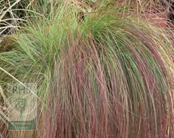 African love grass
