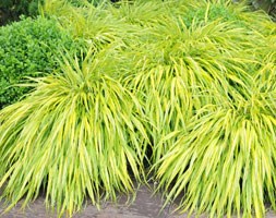 Hakonechloa macra 'Aureola'