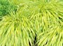 golden hakonechloa