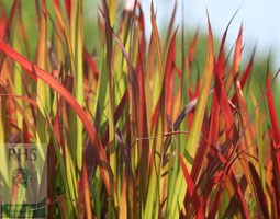 Imperata cylindrica 'Rubra' (Japanese blood grass)