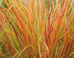 Anemanthele lessoniana (pheasant's tail grass (syn. Stipa arundinacea))