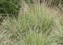 variegated purple moor grass
