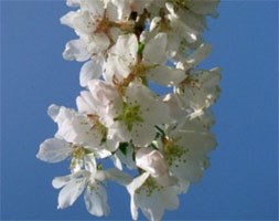 Prunus 'Hilling's Weeping' (weeping Fuji cherry (syn. 'Snow Showers'))