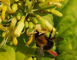 Diervilla rivularis Honeybee ('Diwibru01') (PBR) (bush honeysuckle)