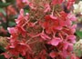 hydrangea
