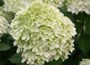 hydrangea
