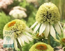 Echinacea purpurea 'Coconut Lime' (PBR) (coneflower)