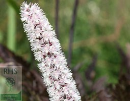 bugbane (syn. Cimicifuga)