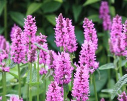 Stachys officinalis 'Hummelo' (salvia)