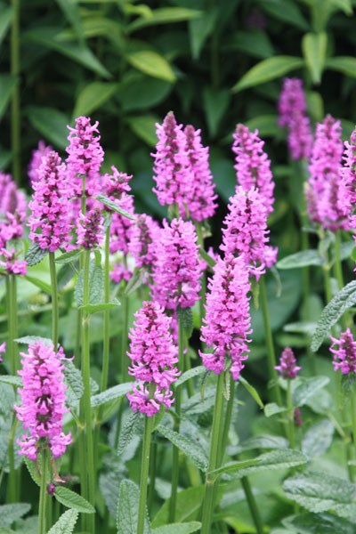 Stachys Officinalis