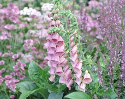 foxglove