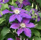 clematis (group 2)