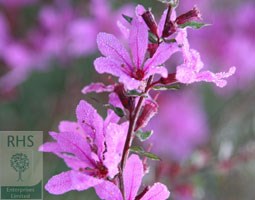 Lythrum virgatum 'Dropmore Purple' (loosestrife)