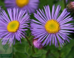 fleabane (Syn Darkest of All)