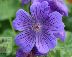 cranesbill