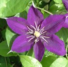 clematis (group 2)