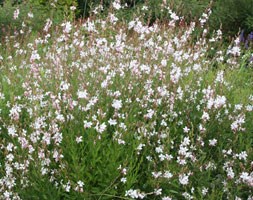 Gaura lindheimeri 'Whirling Butterflies' (gaura)