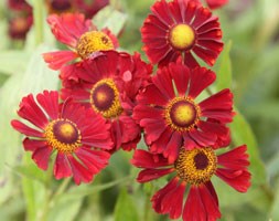 Helenium 'Ruby Thuesday' (sneezeweed (syn Ruby Tuesday ))