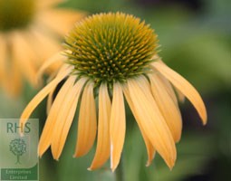 Echinacea 'Harvest Moon' (PBR) (Big Sky Series) (coneflower)