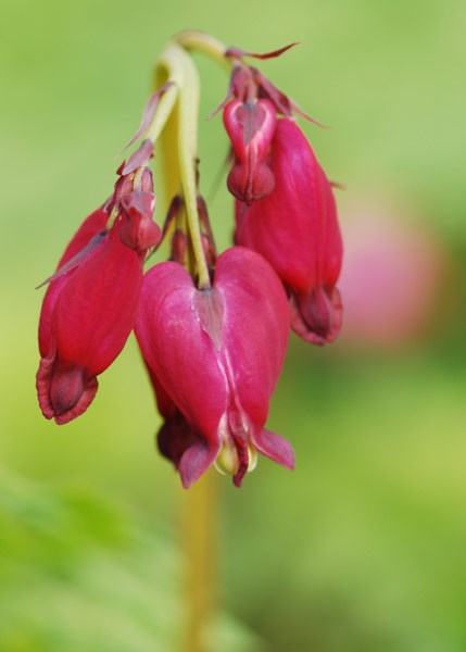 bleeding heart bleeding heart