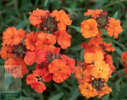 Erysimum 'Apricot Twist' (wallflower)