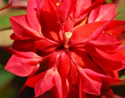 spurge