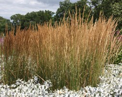 Calamagrostis x acutiflora 'Karl Foerster' (feather reed grass)
