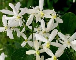 clematis (group 3)