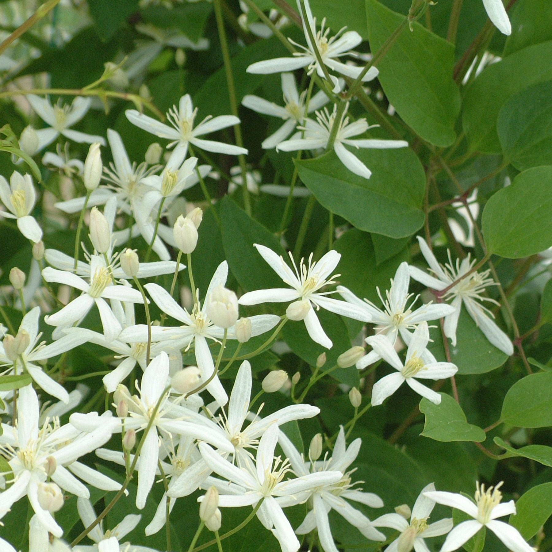 clematis (group 3)