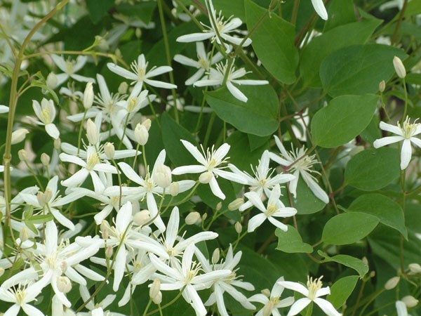 clematis (group 3) clematis (group 3)