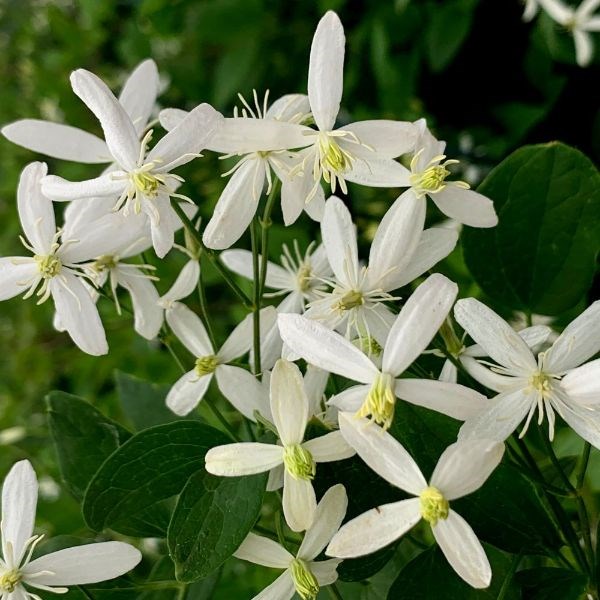 clematis (group 3) clematis (group 3)
