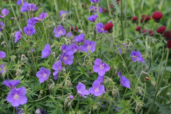 cranesbill cranesbill
