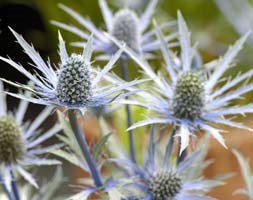 sea holly