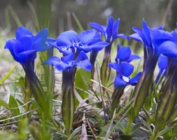 spring gentian