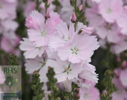 Sidalcea 'Elsie Heugh' (prairie mallow)