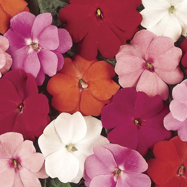 FREE Impatiens New Guinea