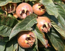 medlar (medlar)