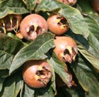 medlar