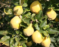 quince 'Vranja' (quince)