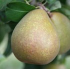 pear - double U cordon