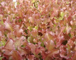 vegetable plug plant collection