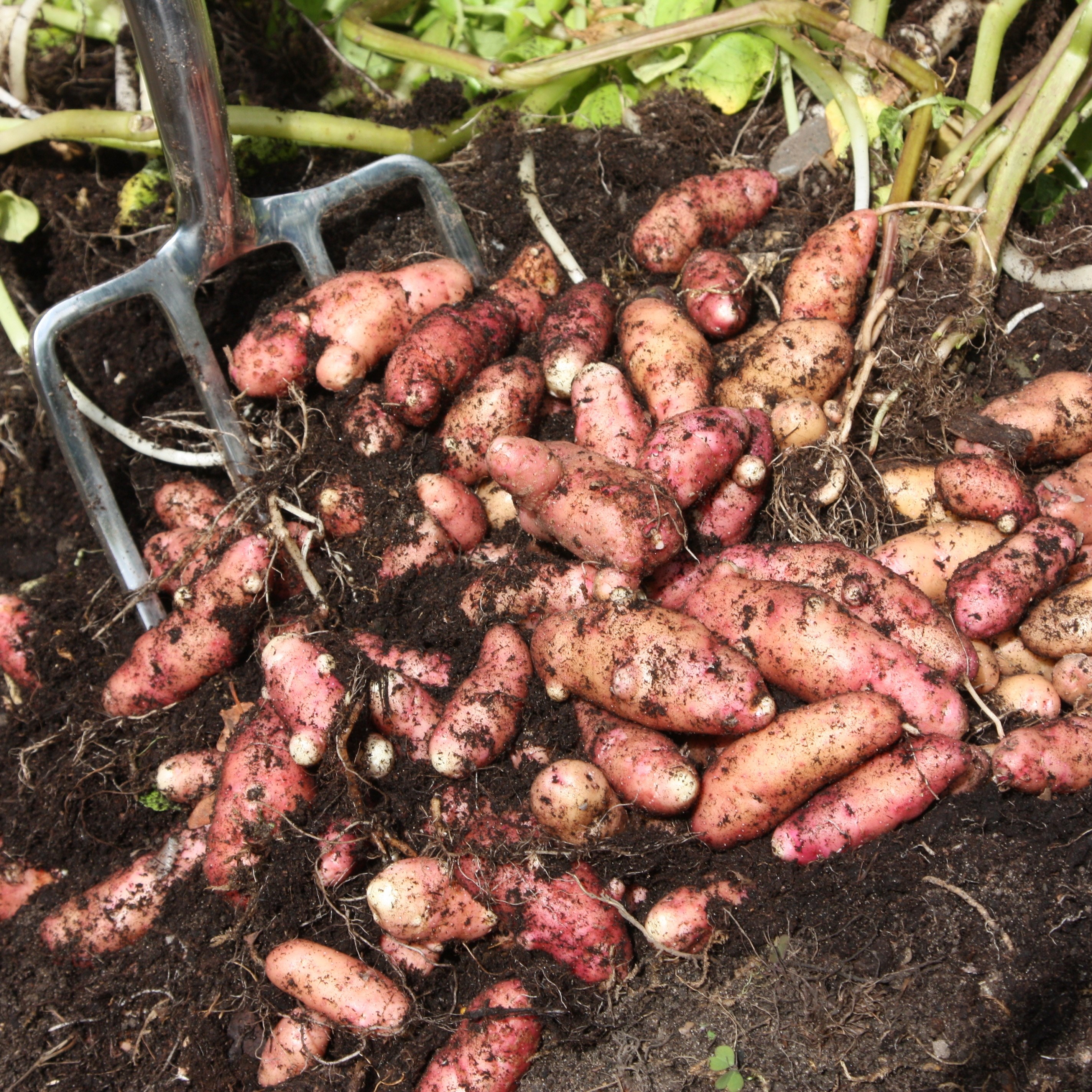 vegetable plug plant collection