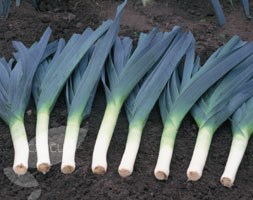 vegetable plug plant collection